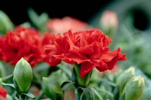 free-photo-hahanohi-carnation-red-green