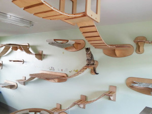 overhead-cat-playground-room-goldtatze-1