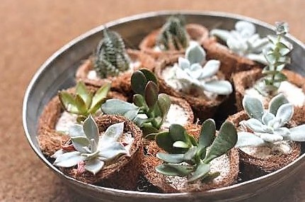 ちっちゃな植物をあつめて 玄関 キッチンに飾りたいグリーン ひかリノベ スタッフブログ