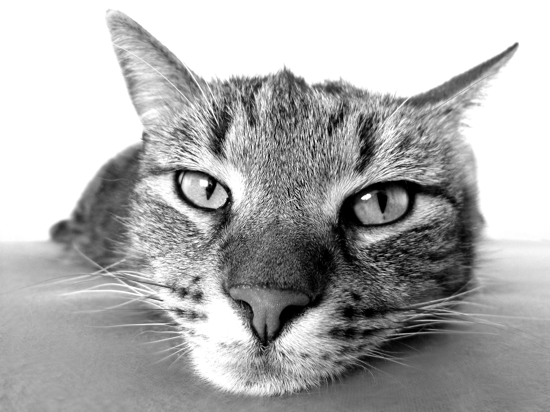 猫から インテリアを考える ひかリノベ スタッフブログ