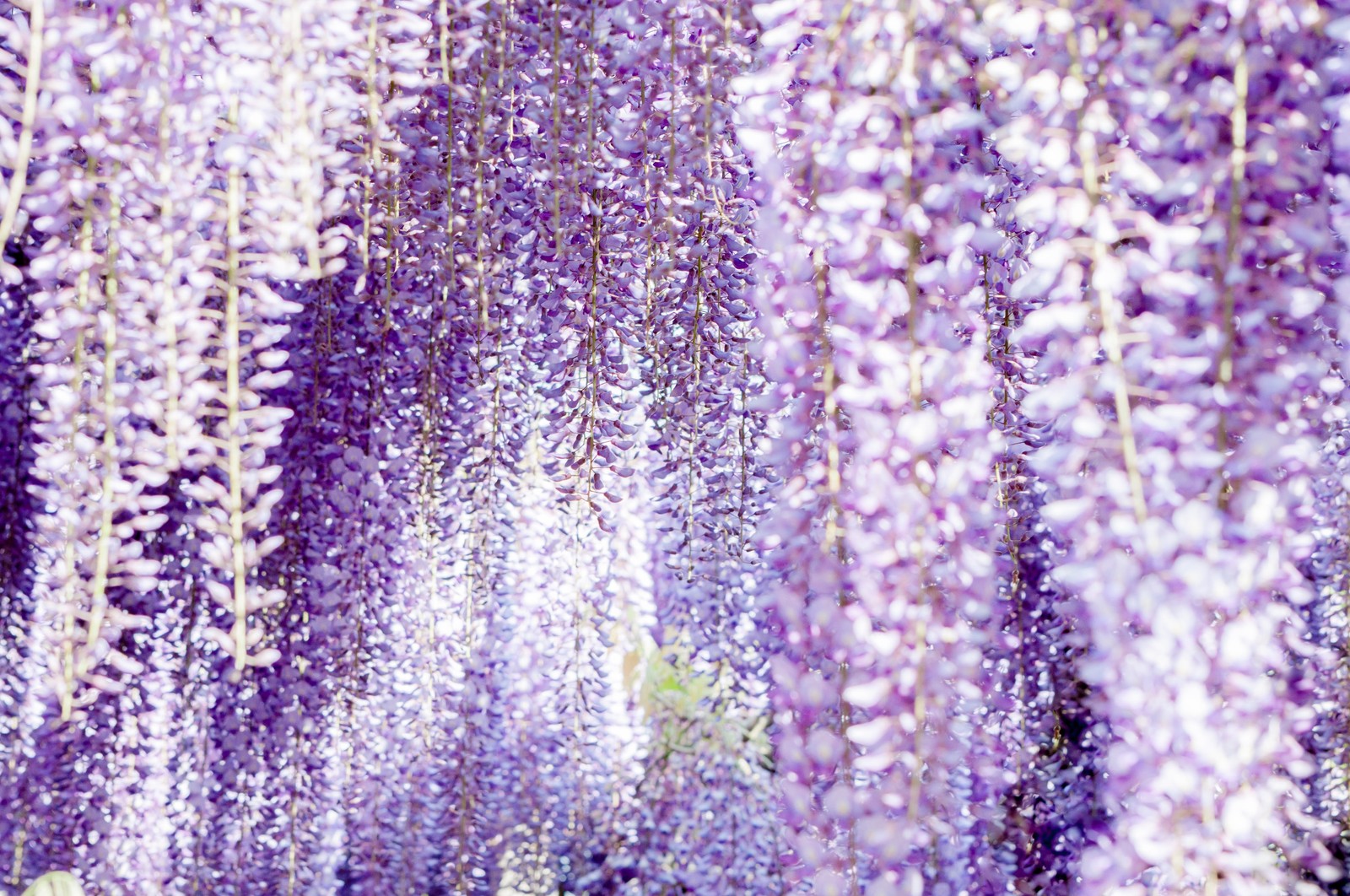 花盛りの湘南で 藤のカーテン のお忍び名所を歩く ひかリノベ スタッフブログ
