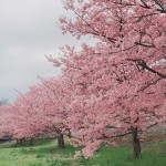 さくら舞う…。いつかは、おうちで桜を愛でる空間に…。