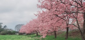 さくら舞う…。いつかは、おうちで桜を愛でる空間に…。