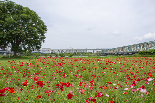 小松川運動公園のポピー畑