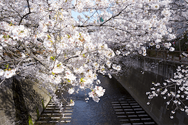 渋谷･恵比寿･中目黒の物件