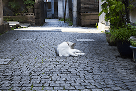 新宿・早稲田・神田の物件
