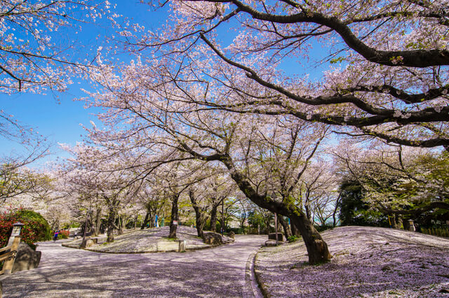 桜が咲く春の飛鳥山公園