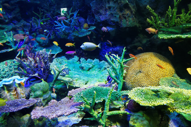 池袋サンシャイン水族館　サンゴ礁と海水魚