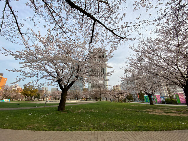 錦糸公園　桜
