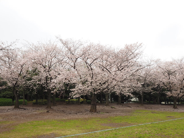 蕨市民公園の桜