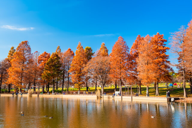 東京　秋の舎人公園