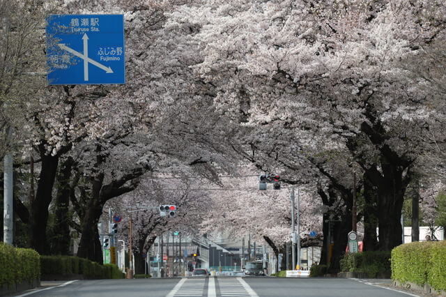 埼玉県富士見市　桜のトンネル 満開 鶴瀬